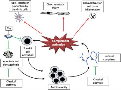 Complement Therapeutics in Autoimmune Disease